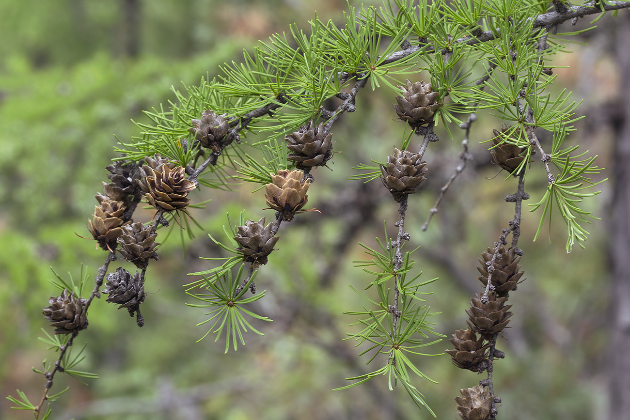 Изображение особи Larix gmelinii.