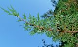 Juniperus sabina