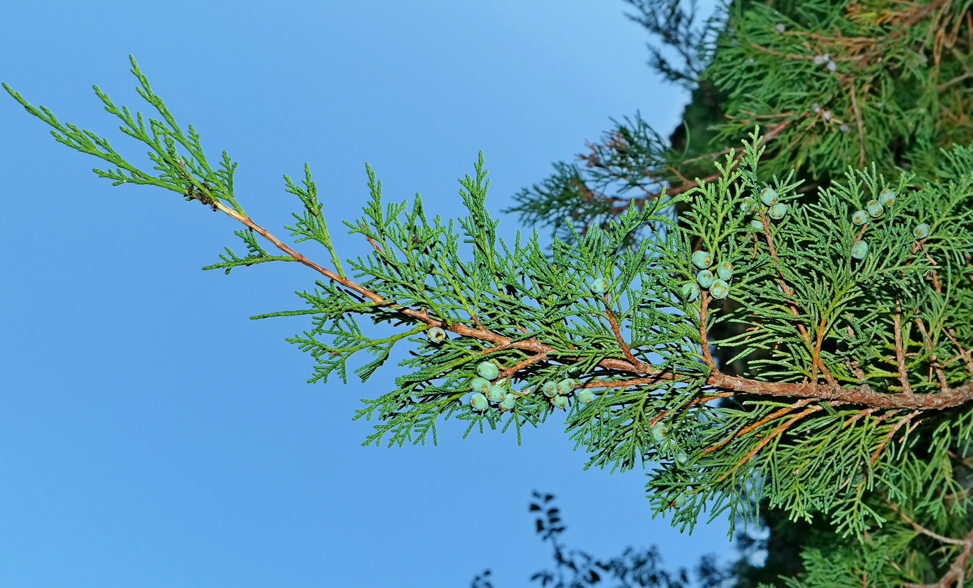 Изображение особи Juniperus sabina.