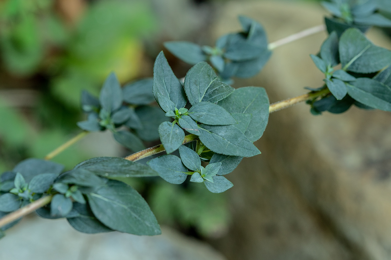 Image of Origanum vulgare ssp. viride specimen.