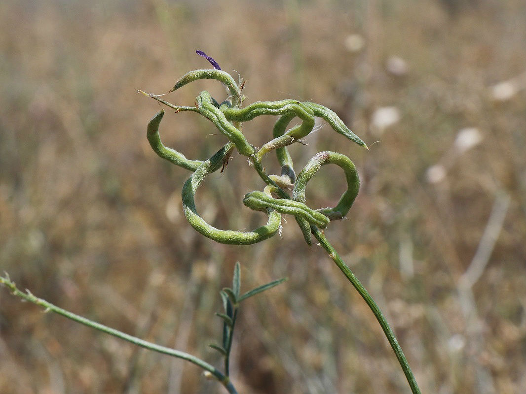 Изображение особи Astragalus stevenianus.