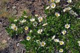 Dryas oxyodonta