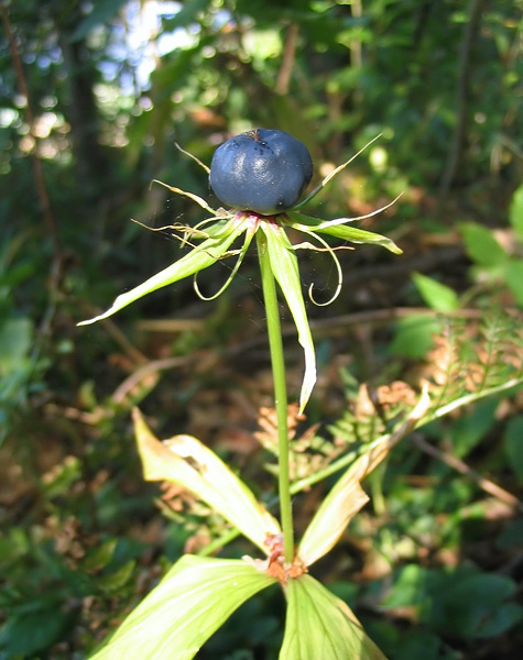 Image of Paris quadrifolia specimen.