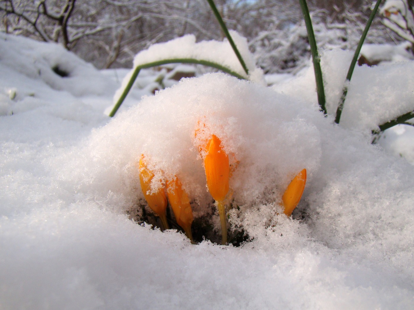 Изображение особи Crocus ancyrensis.