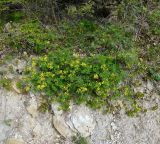 Chamaecytisus hirsutissimus