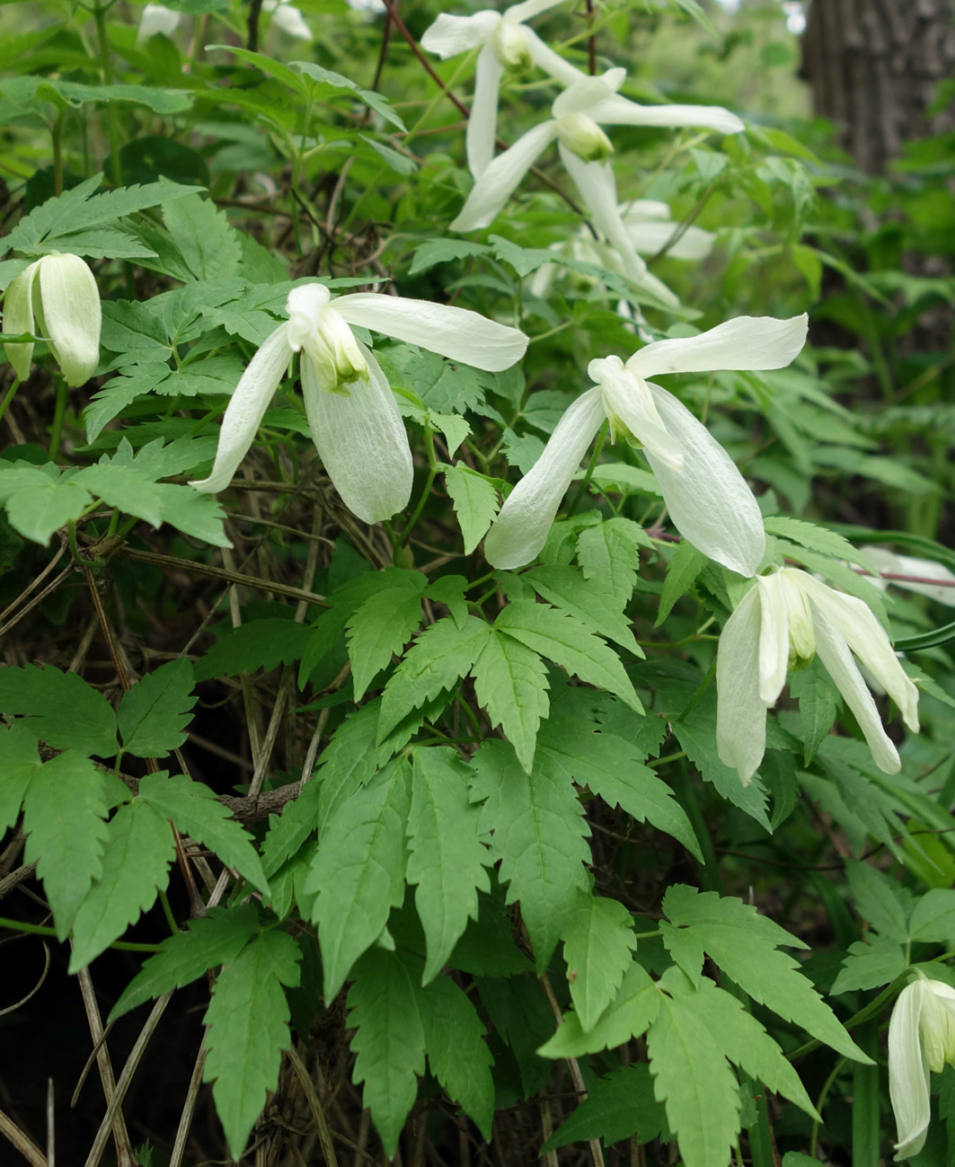 Изображение особи Atragene sibirica.