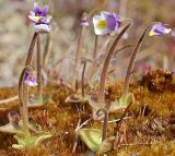 Pinguicula spathulata