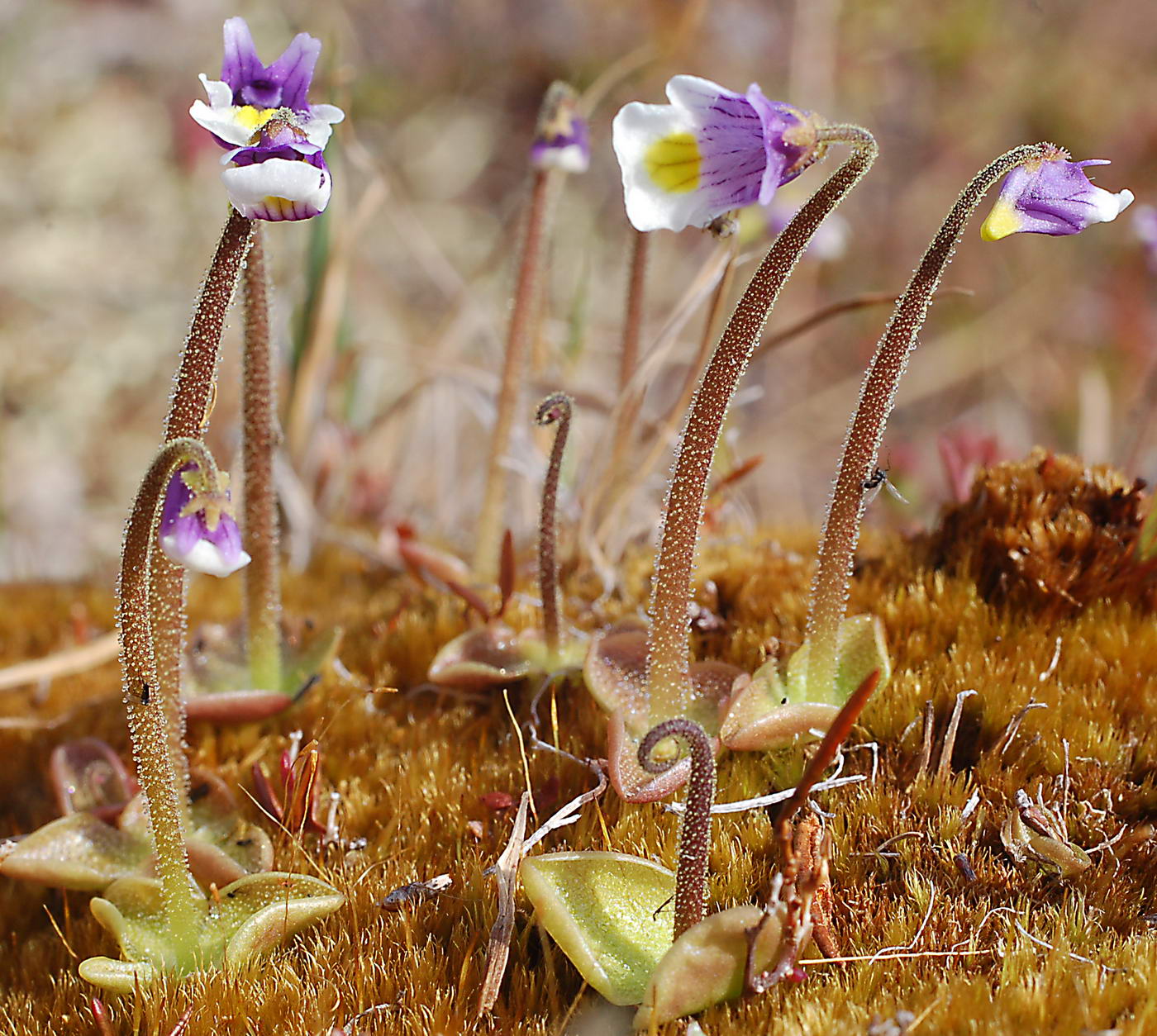 Image of Pinguicula spathulata specimen.