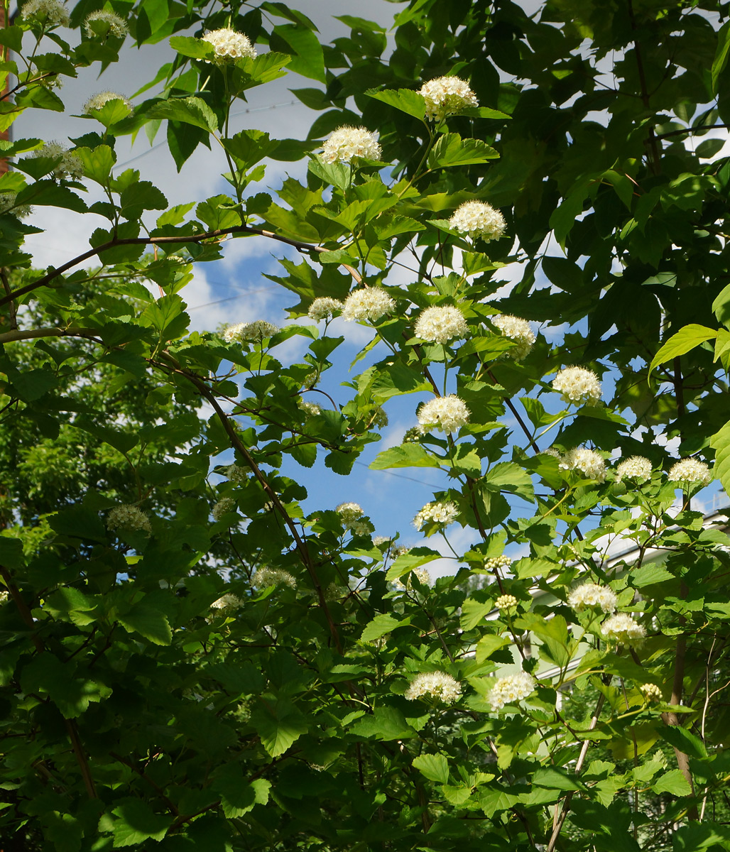 Image of Physocarpus opulifolius specimen.