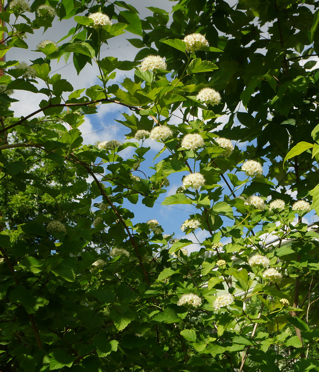 Изображение особи Physocarpus opulifolius.