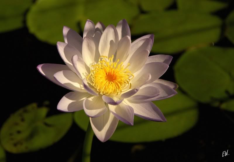 Image of genus Nymphaea specimen.