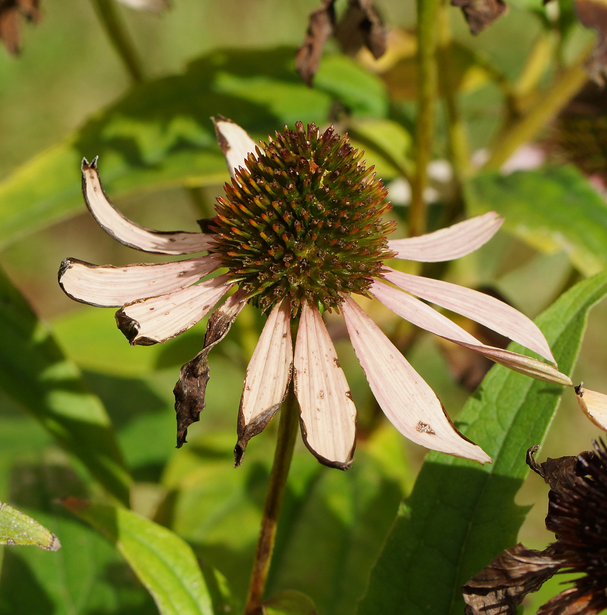 Image of Echinacea purpurea specimen.