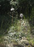 Pulsatilla multifida