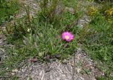 Carpobrotus quadrifidus