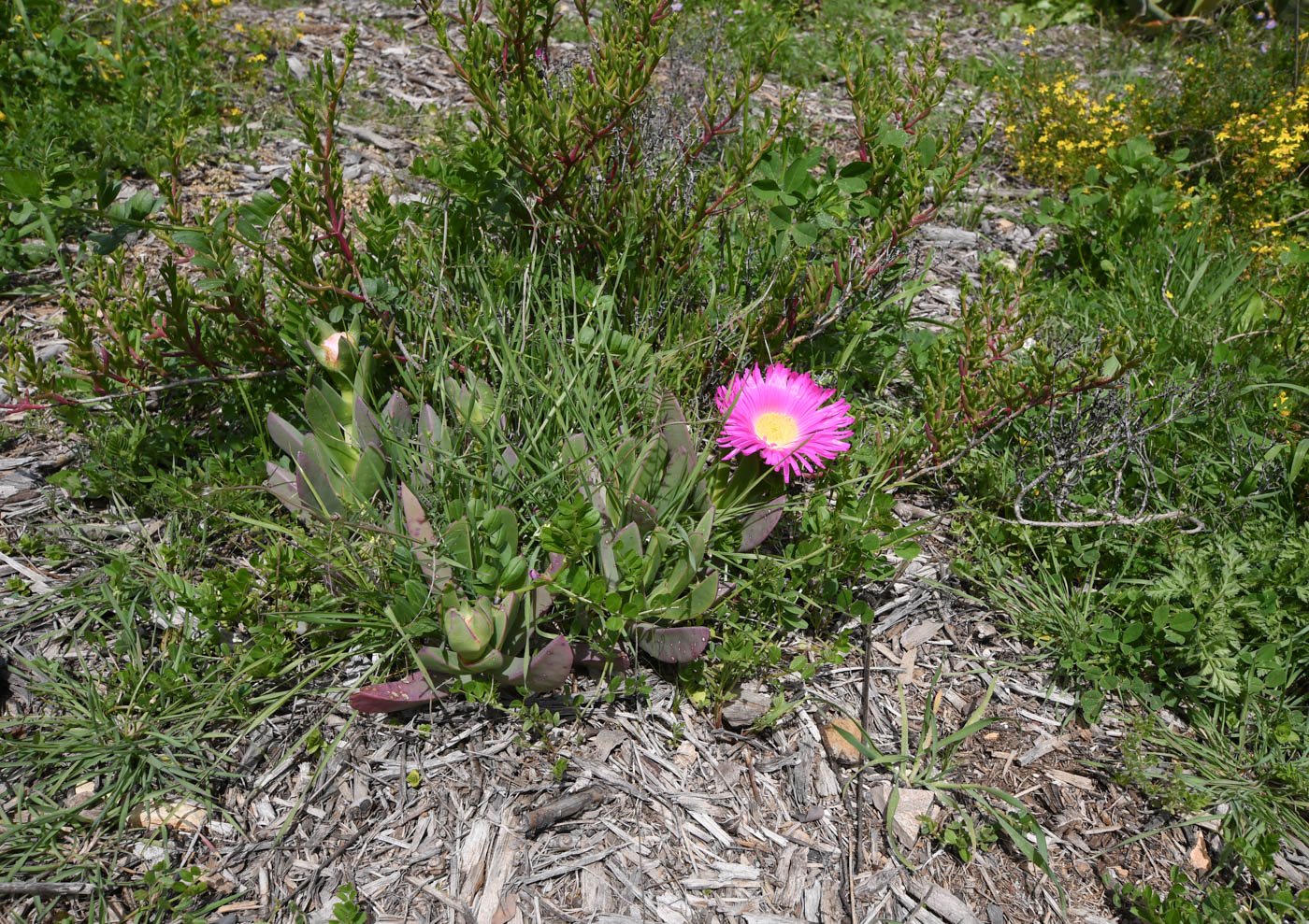 Изображение особи Carpobrotus quadrifidus.