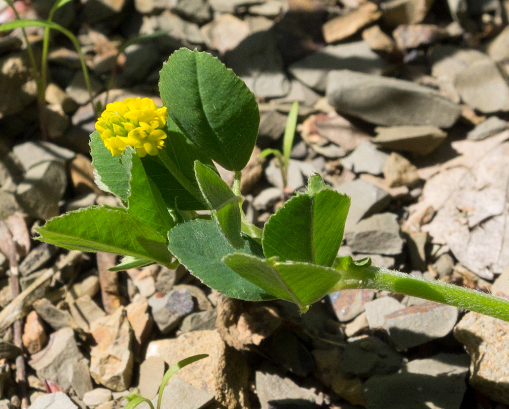 Image of Trifolium campestre specimen.