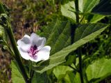 Althaea officinalis