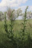 Cirsium alatum