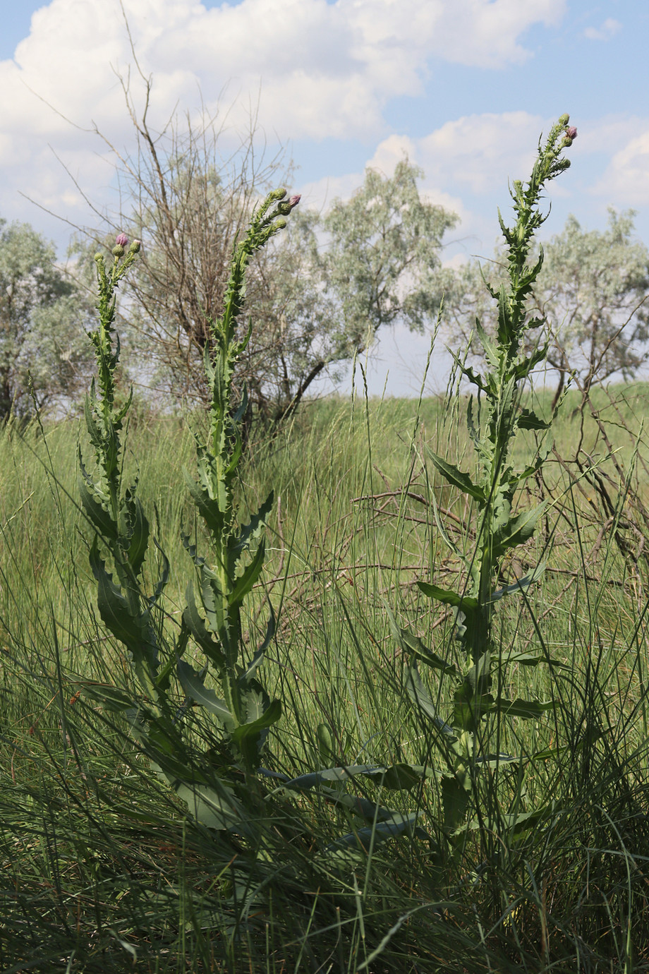 Изображение особи Cirsium alatum.