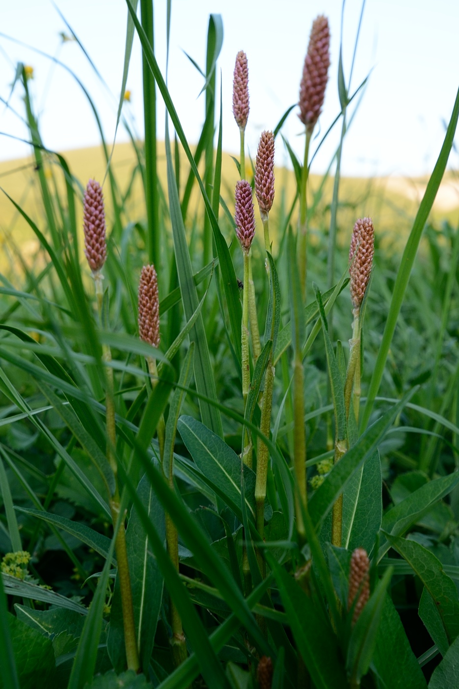 Изображение особи Bistorta carnea.