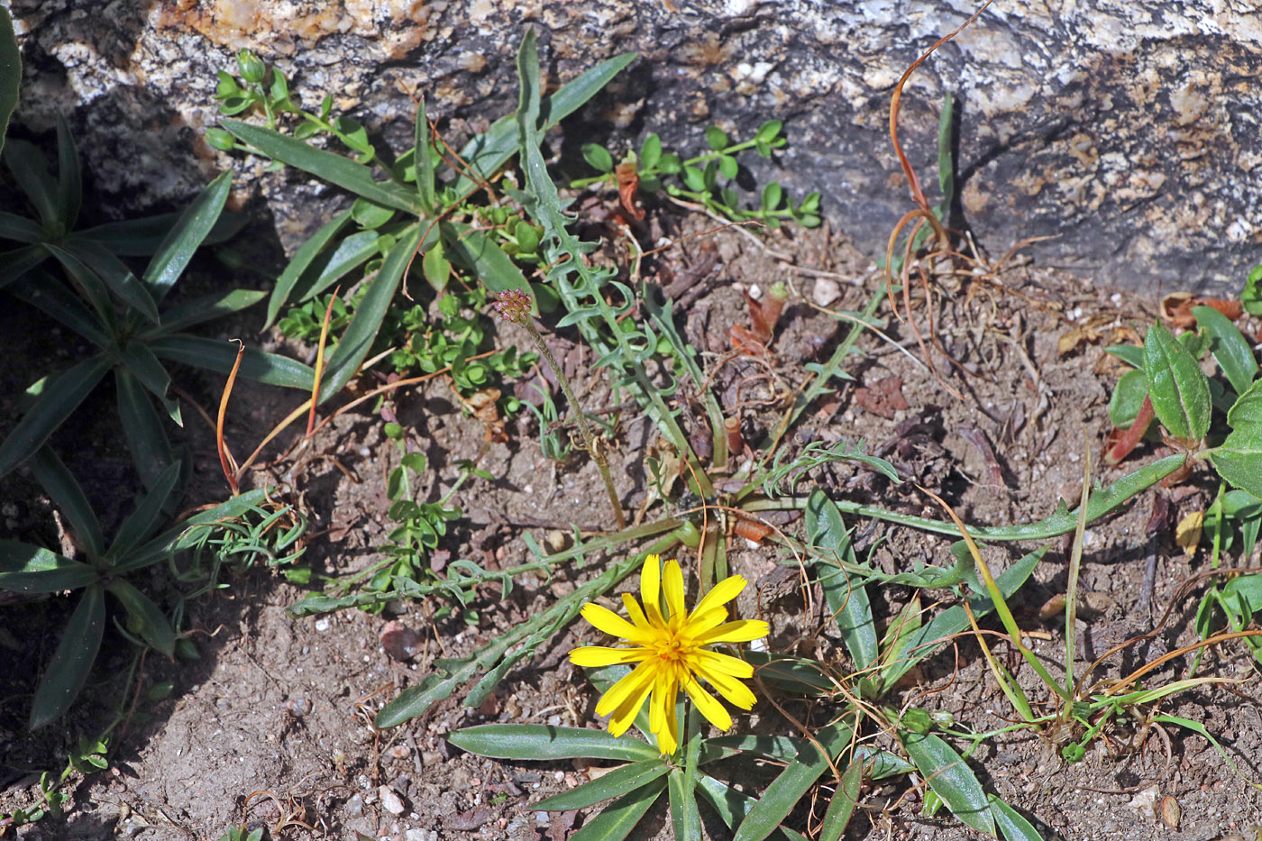 Изображение особи Taraxacum brevirostre.