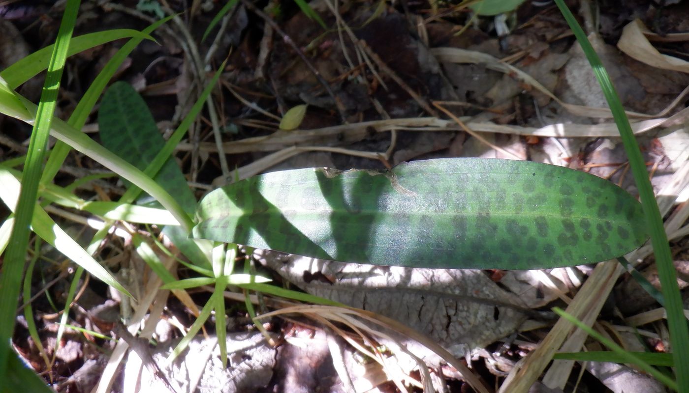 Image of Dactylorhiza fuchsii specimen.