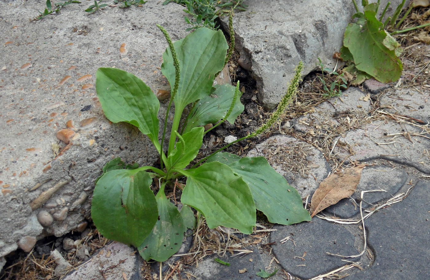 Изображение особи Plantago major.