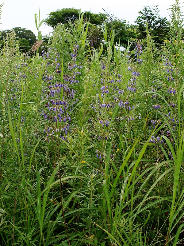 Изображение особи Adenophora verticillata.