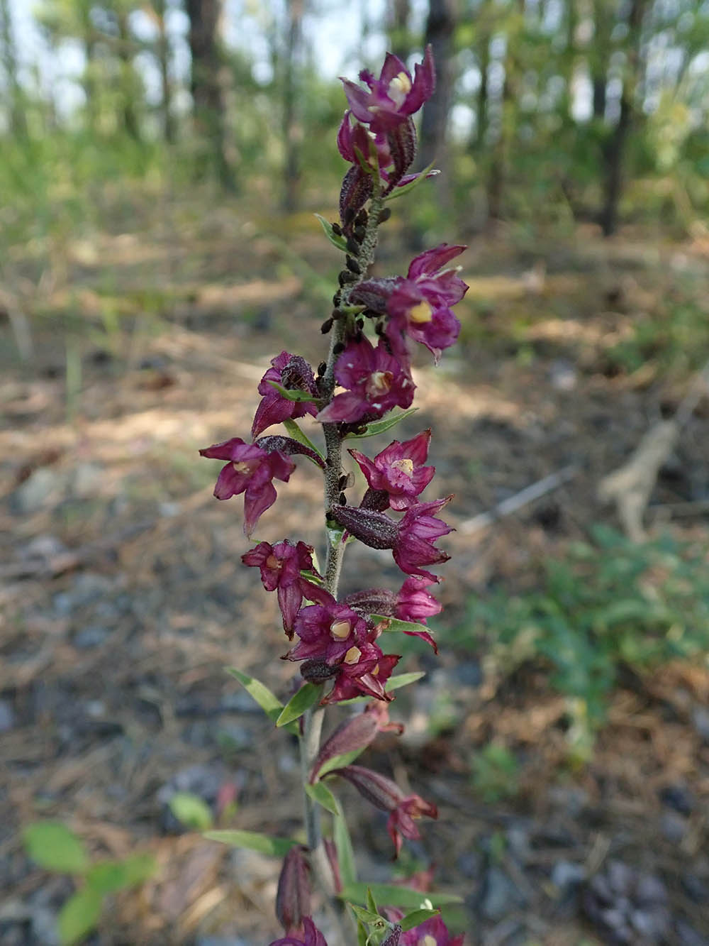 Image of Epipactis atrorubens specimen.