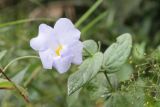 Thunbergia natalensis