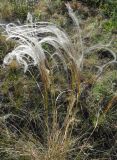 род Stipa