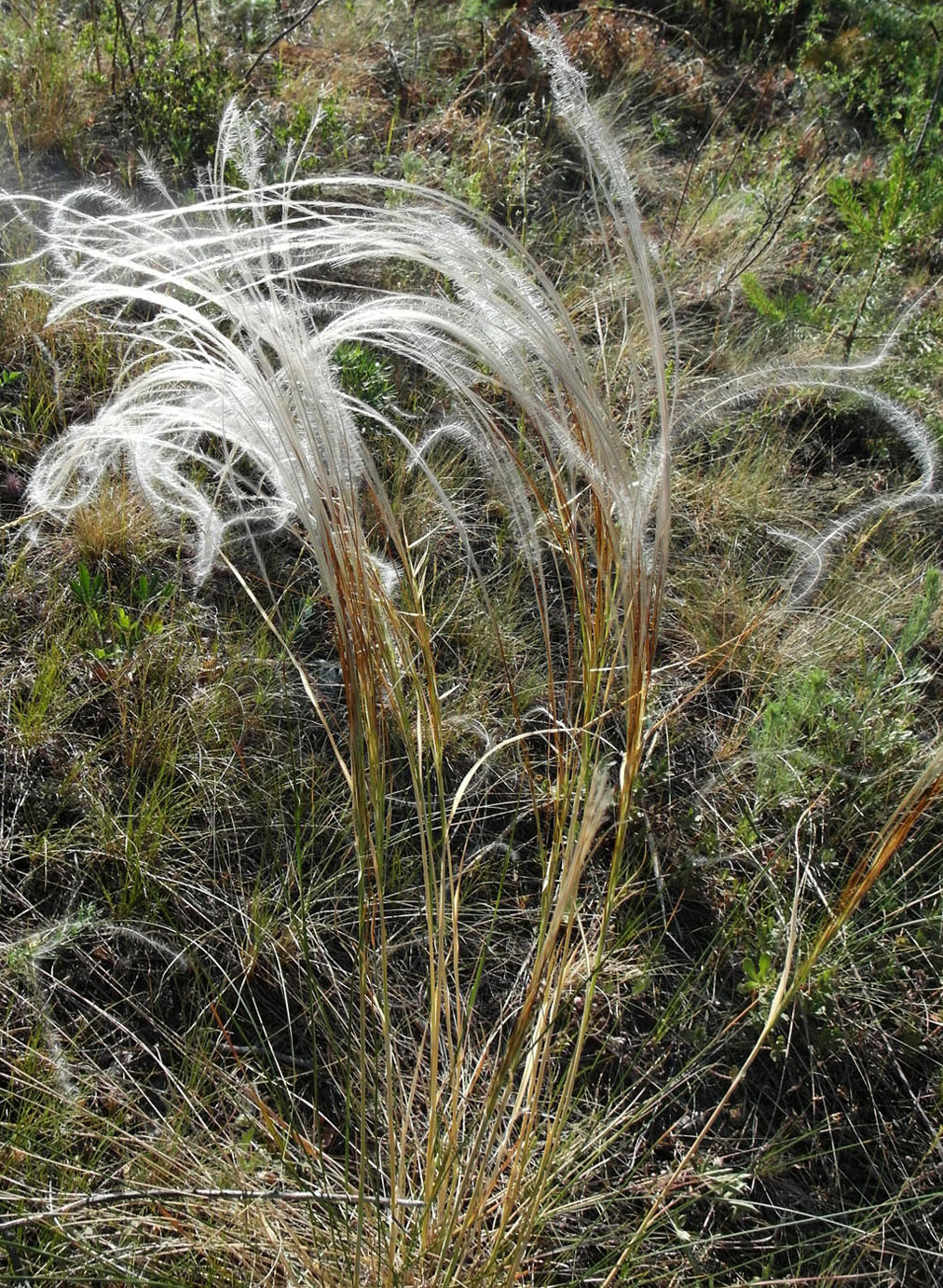 Изображение особи род Stipa.