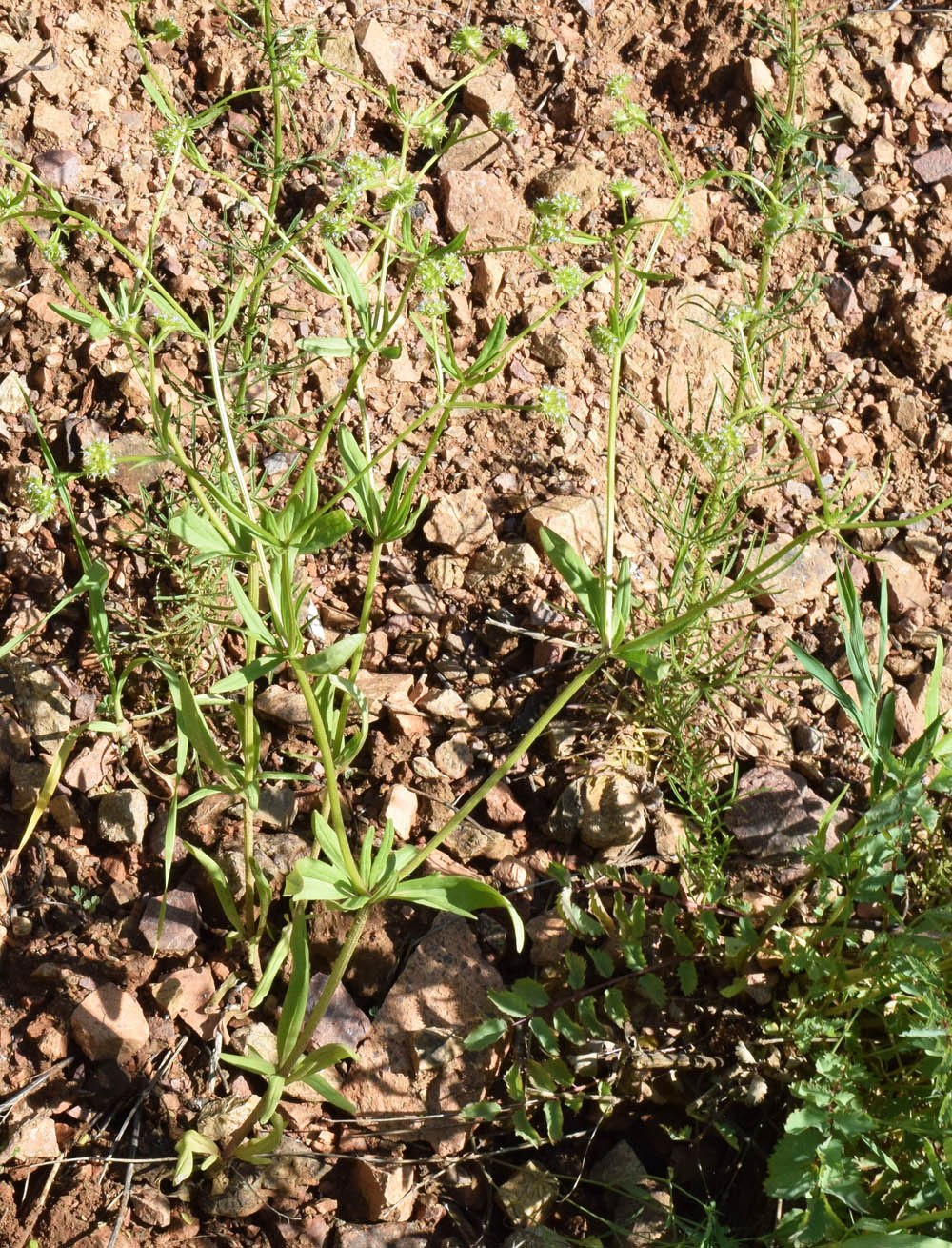 Изображение особи Valerianella dactylophylla.