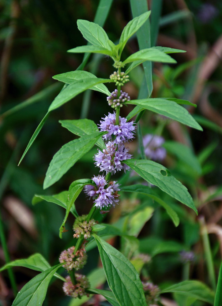 Image of Mentha arvensis specimen.