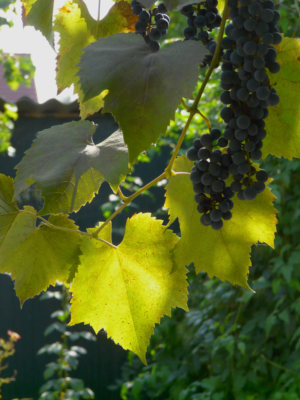Изображение особи Vitis × bacoi.