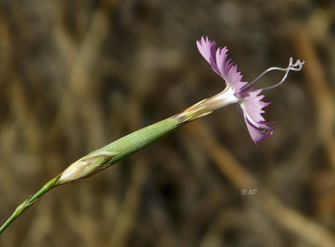 Изображение особи Dianthus lusitanus.