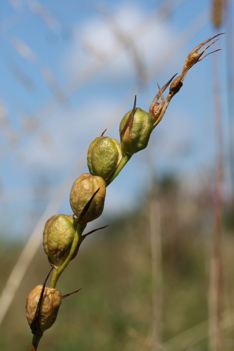 Image of Gladiolus imbricatus specimen.