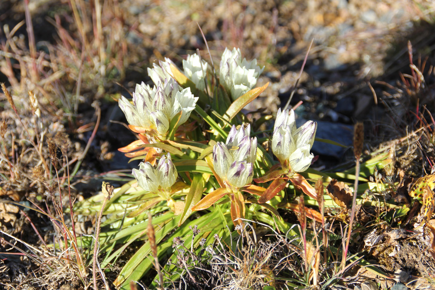 Image of Gentiana algida specimen.