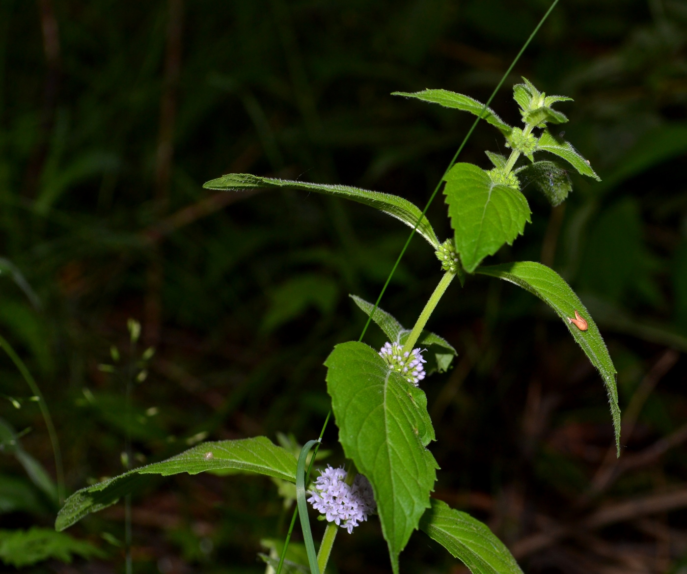 Image of Mentha arvensis specimen.