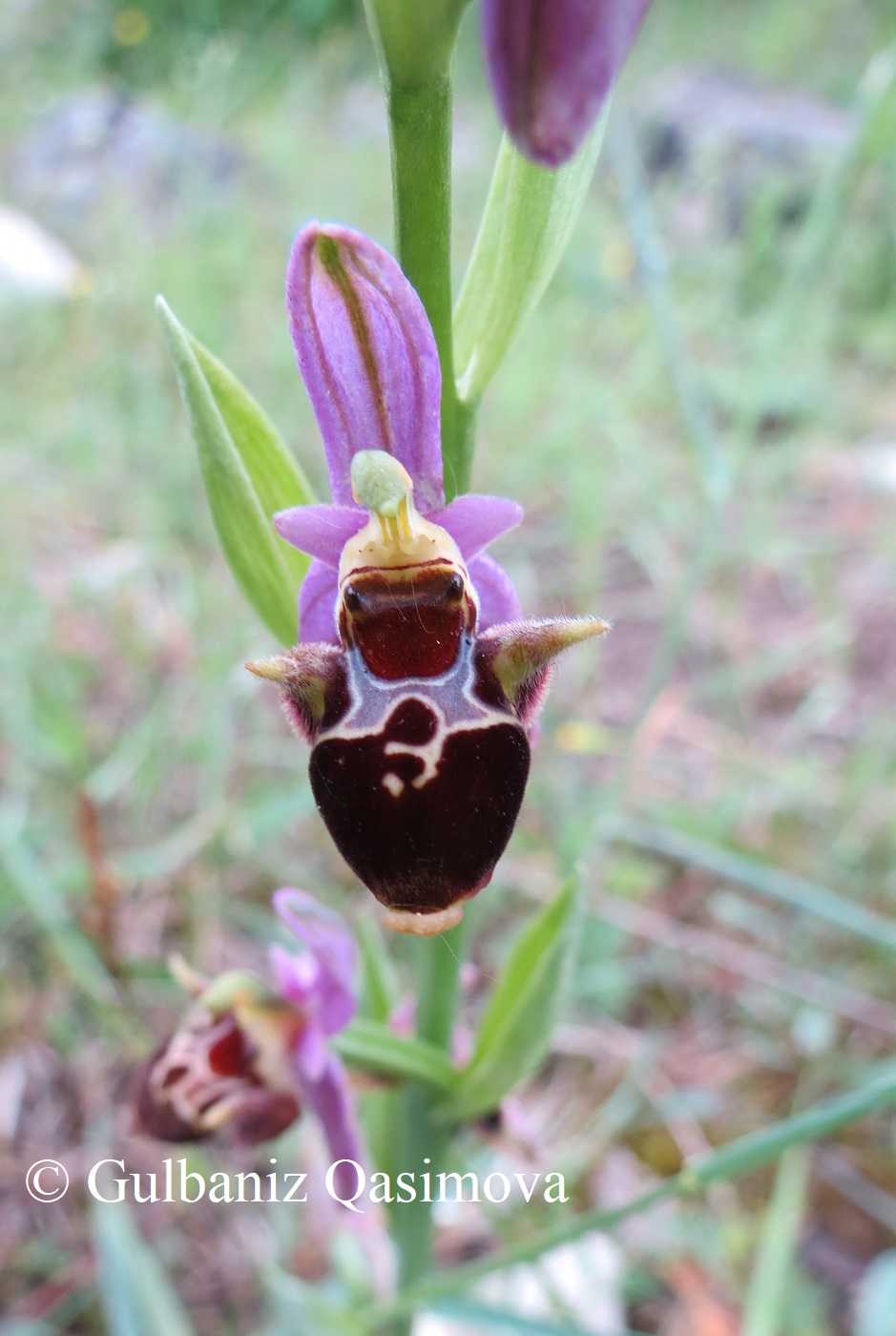 Image of Ophrys oestrifera specimen.