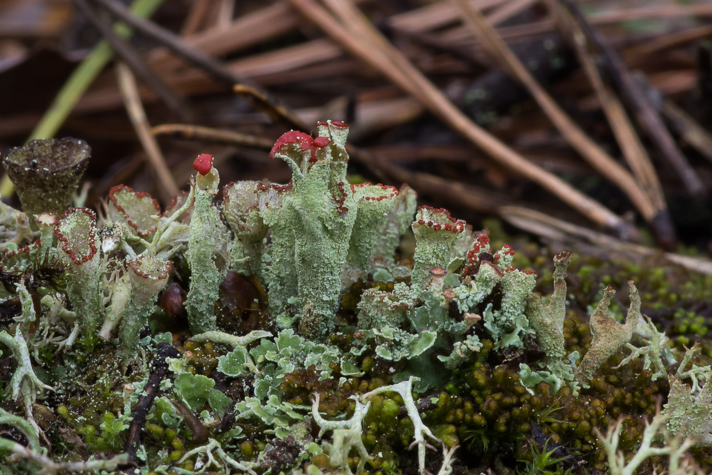 Изображение особи род Cladonia.