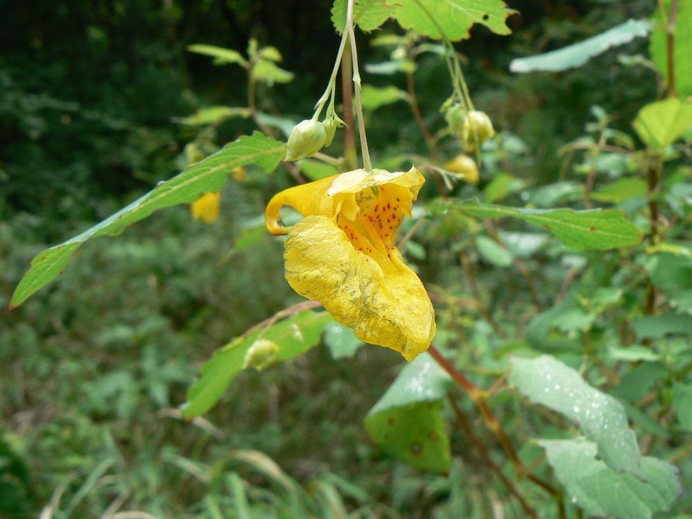 Image of Impatiens noli-tangere specimen.