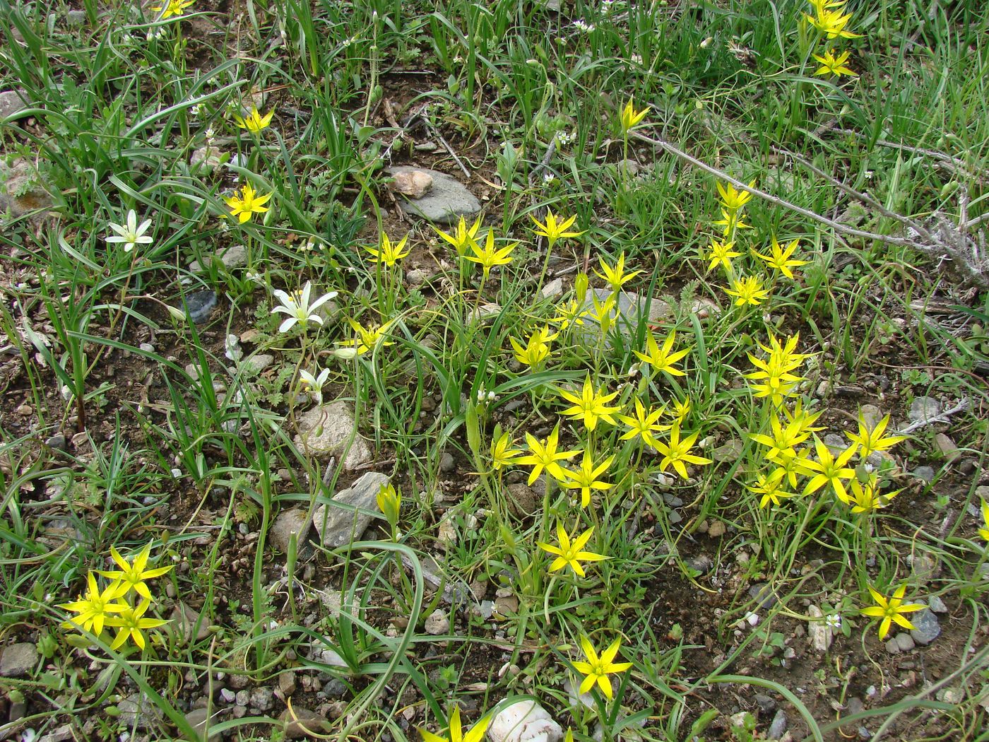 Изображение особи Gagea graminifolia.