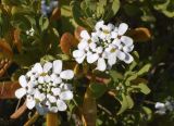 Iberis sempervirens. Верхушки побегов с соцветиями. Испания, автономное сообщество Каталония, провинция Жирона, комарка Баш-Эмпорда, муниципалитет Палафружель, ботанический сад \"Кап-Роч\". 24.11.2020.