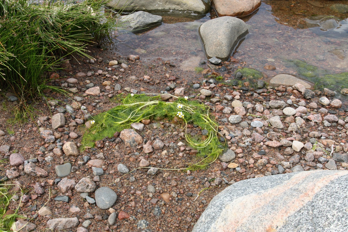 Image of Ranunculus baudotii specimen.