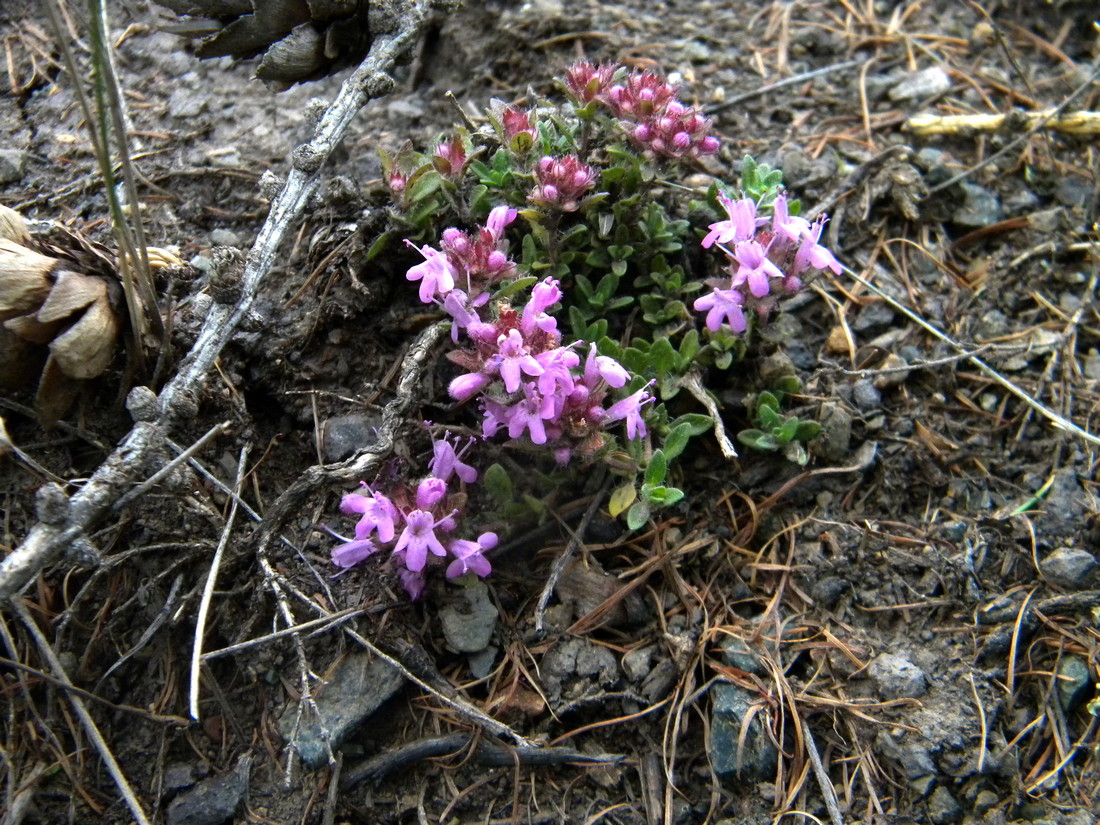 Image of Thymus schischkinii specimen.