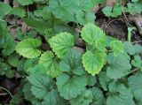 Glechoma hederacea