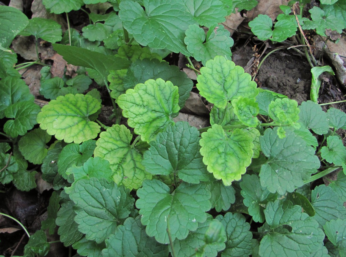 Изображение особи Glechoma hederacea.