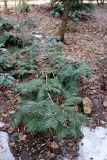 Torreya nucifera
