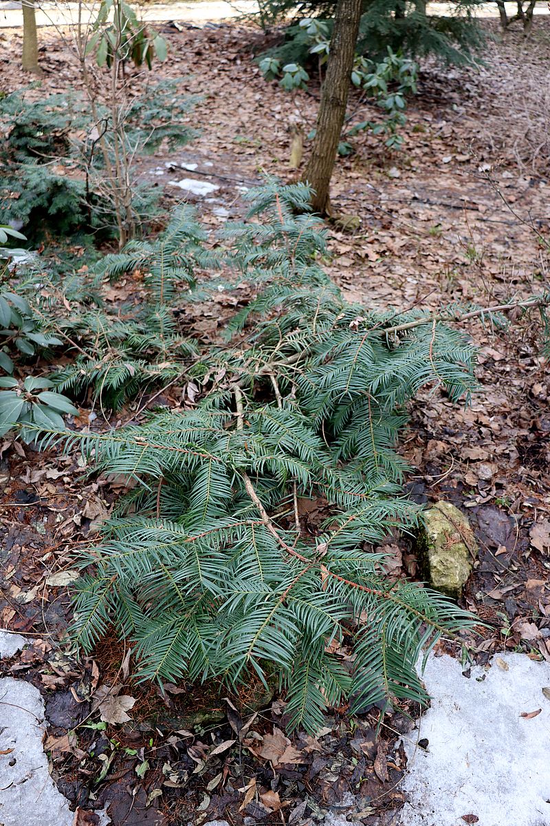 Изображение особи Torreya nucifera.